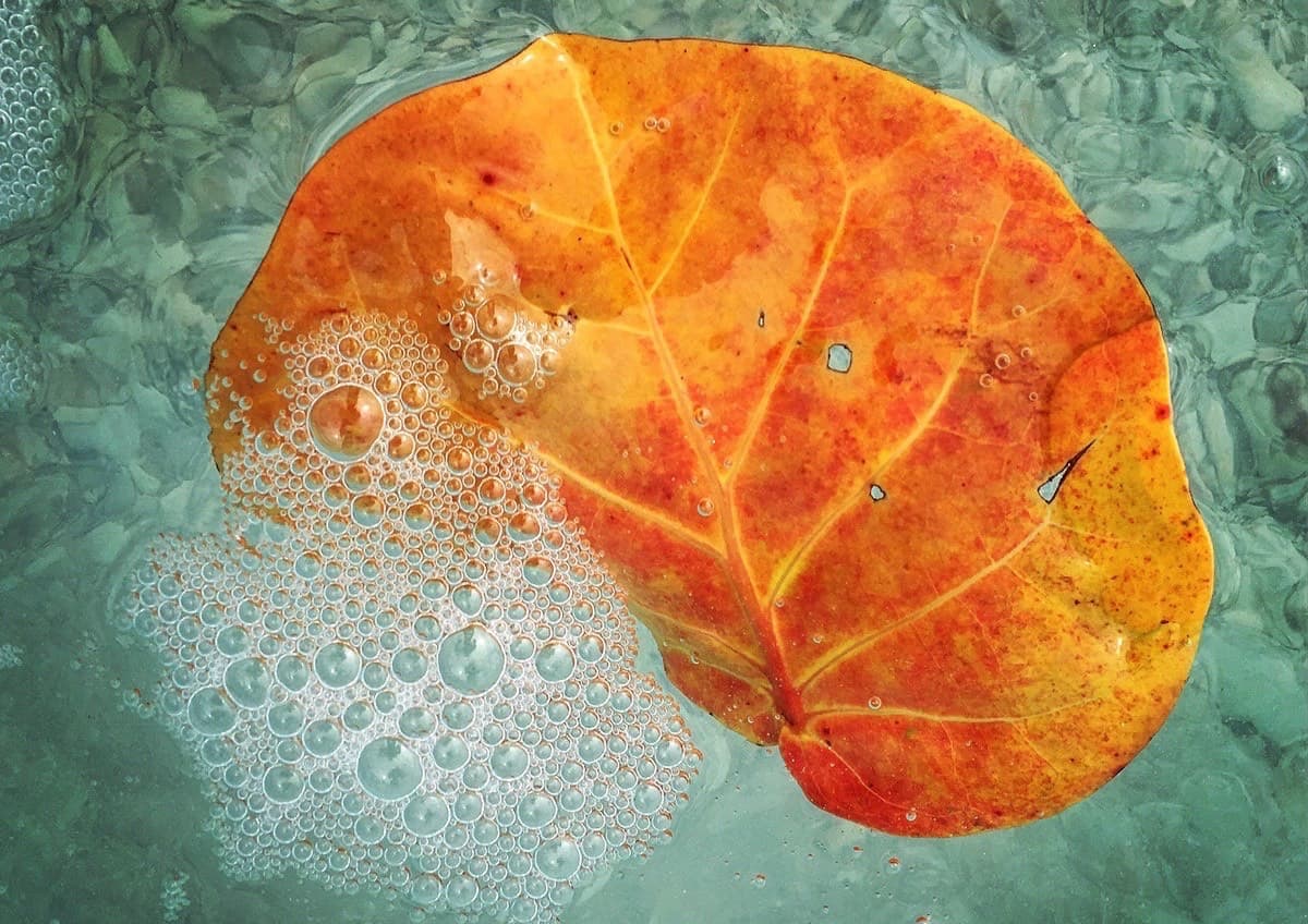 Image of red algae in shallow water